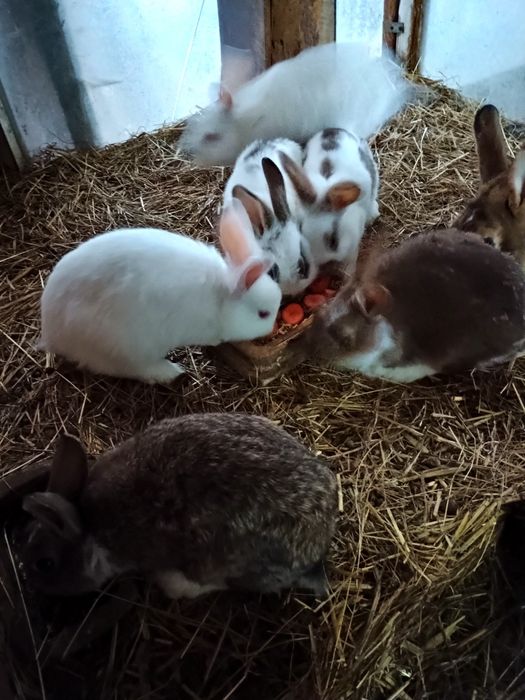 Sprzedam młodą samice z młodymi