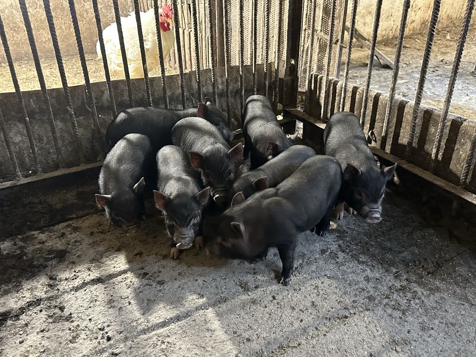 Вʼєтнамські поросята