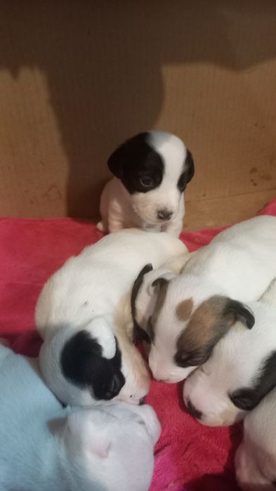 Щенки Джек Рассел