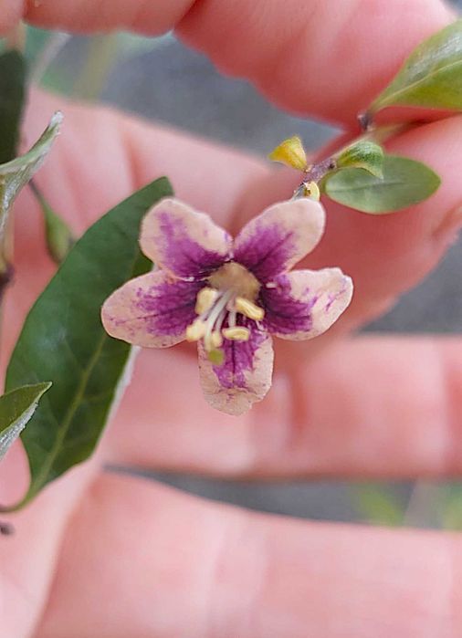 Goji Vermelho - Lycium barbarum