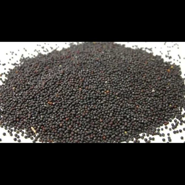 Rzepik ozimy 1kg
