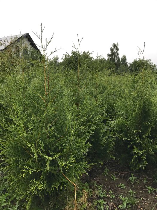 TUJA BRABANT thuje tuje z gruntu 180 - 200 TRANSPORT SADZENIE szmaragd