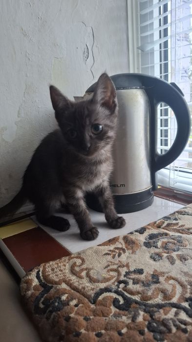 Котики шукають люблячу родину
