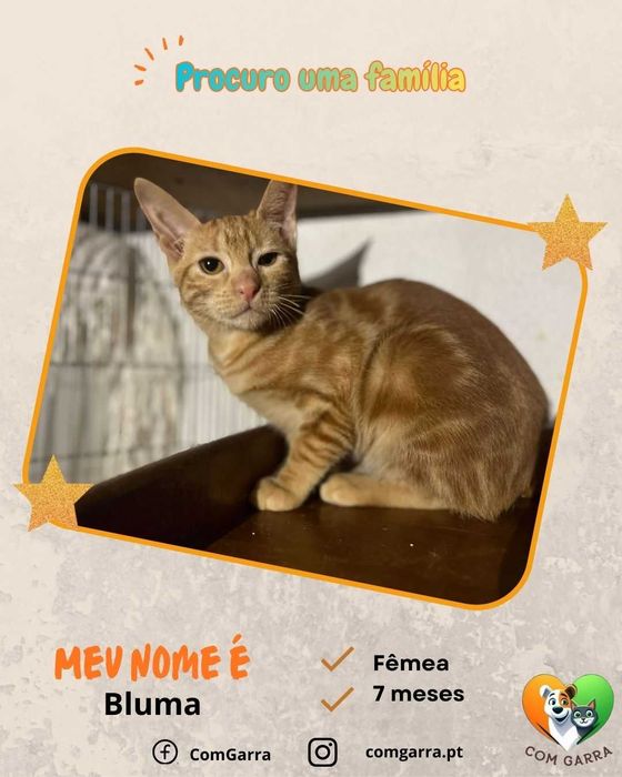 Gatinhos à procura de um lar