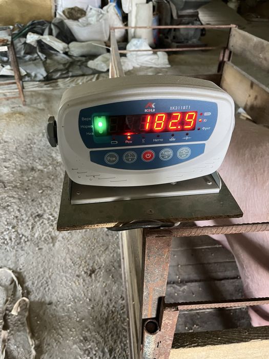 Свині 180-210 кг ціна договірна