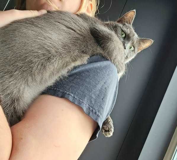 Kotka bez ogonka do odpowiedzialnej adopcji