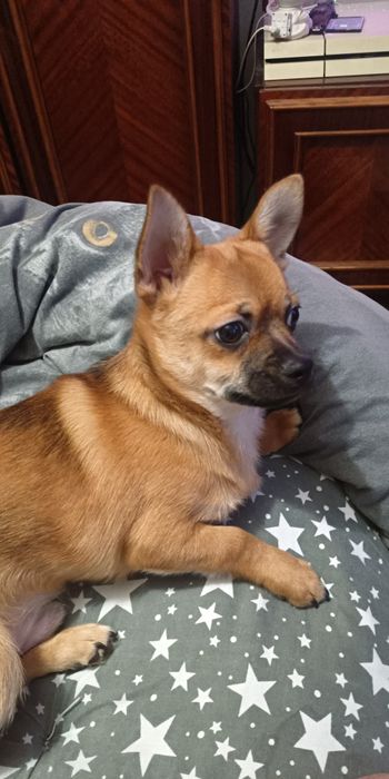 Продам собачку чихуахуа