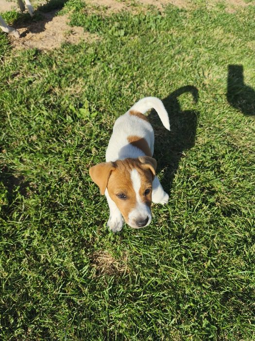 Jack Russell Terrier