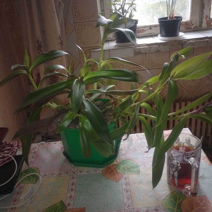 Традесканция рео