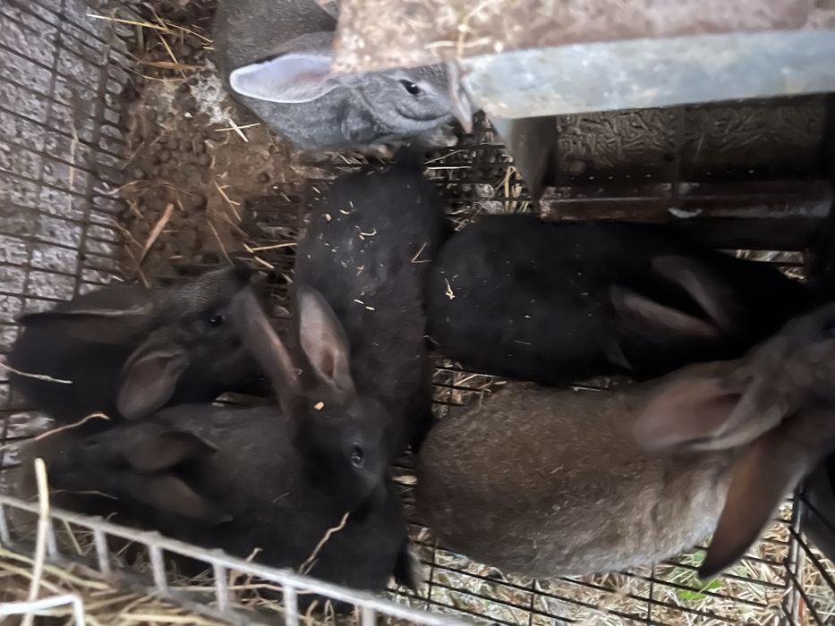 Vendo coelhos  caseiros