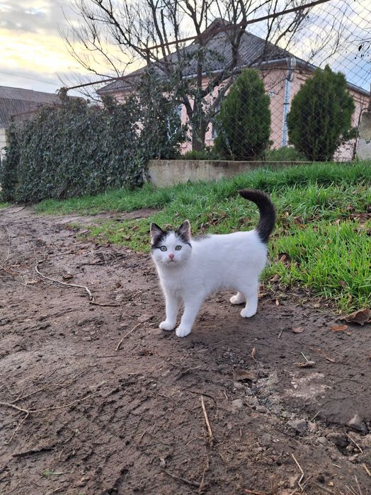 Кошечка, кошенята, котики Первомайск