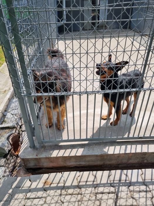 Poszukiwane domy tymczasowe. Pomóż im opuścić betonowe boksy.