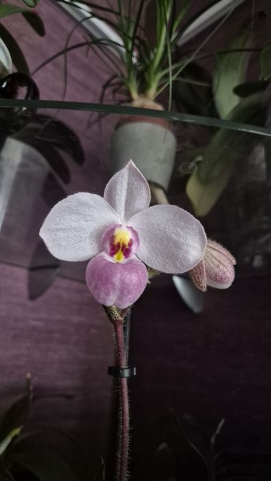 Орхидея пафиопедилум Delenatii var.pink-1600