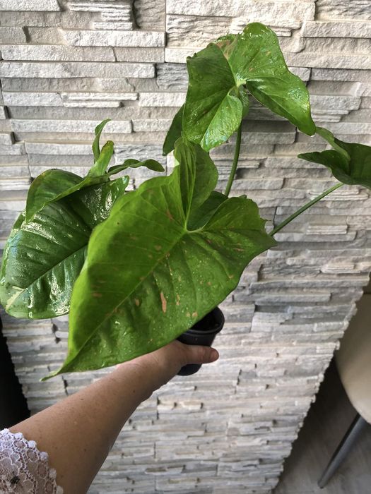 Продам красивые растения сингониумы))!