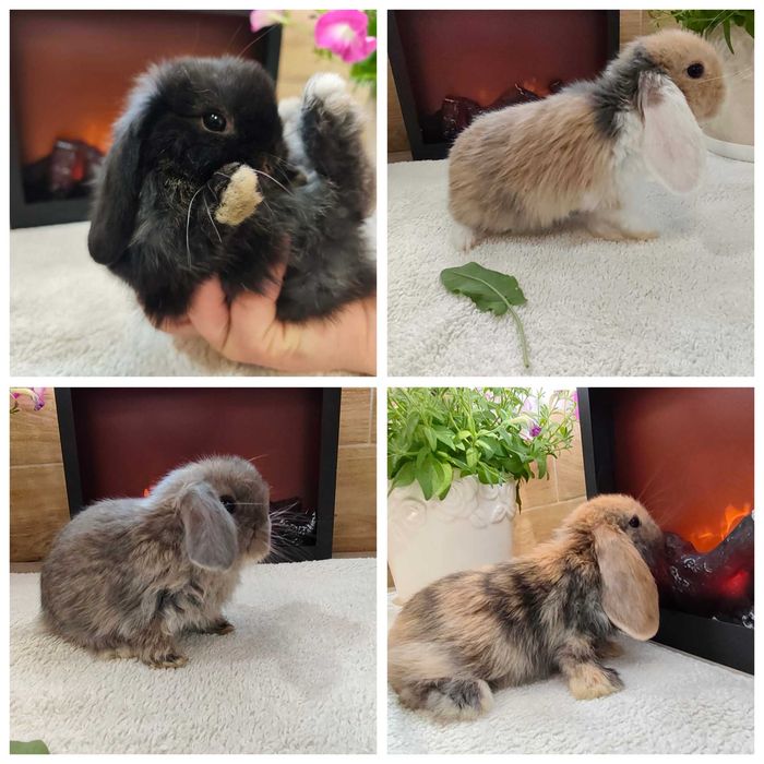 Mini Lopy baranki królik karzełek .Hodowla zarejestrowana KZHK