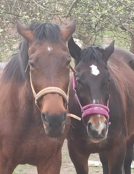 Jazdy i tereny na koniach