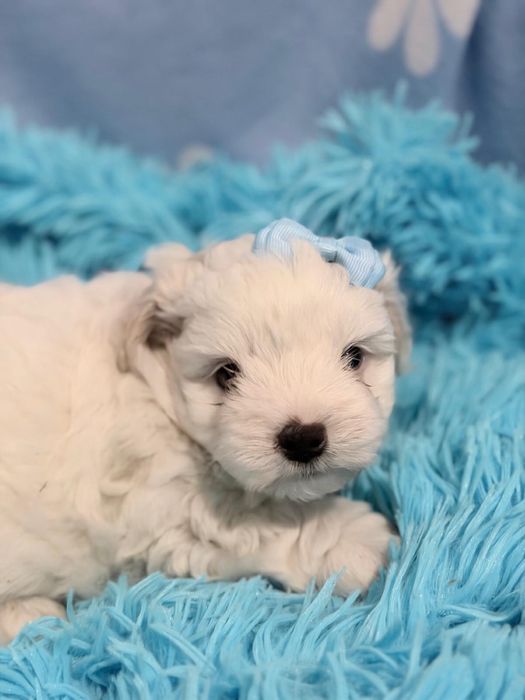 Bichon Maltês macho