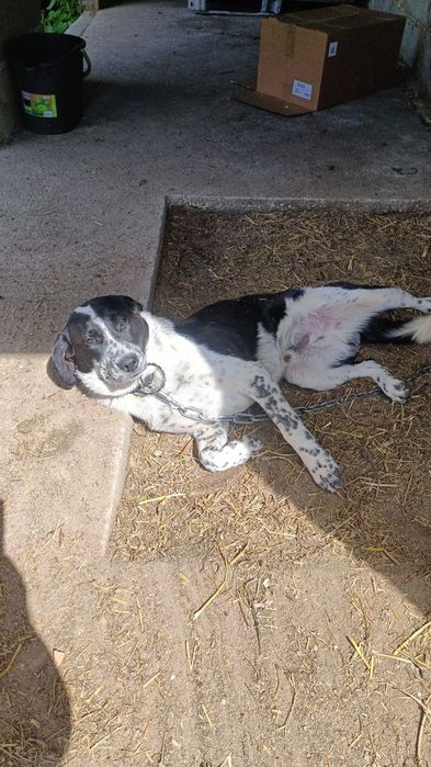 *Cadelinhas para ADOÇÃO responsável*