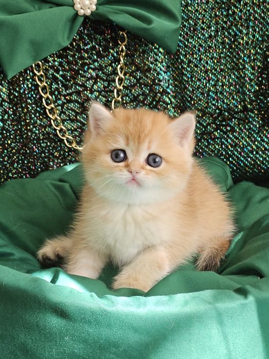 Золотая британская шиншилла кот котята котик хлопчик кіт