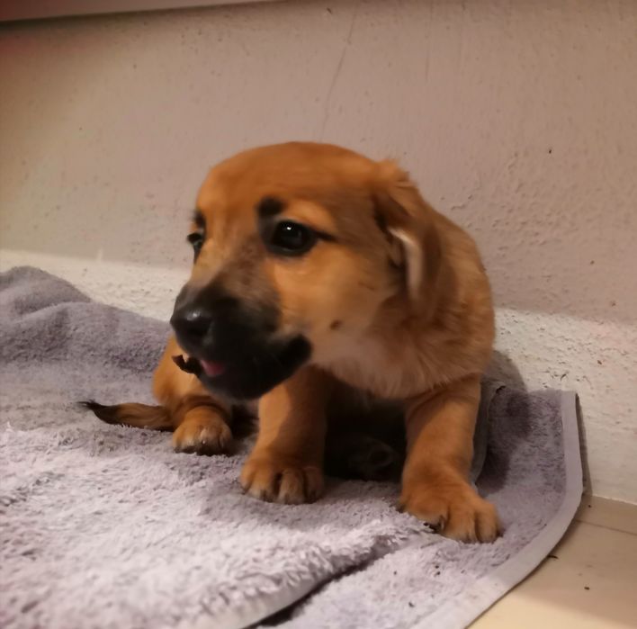 Malutki szczeniak szuka domu, suczka