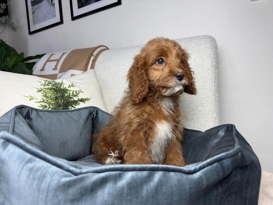 cavapoo szczeniak gotowy do odbioru