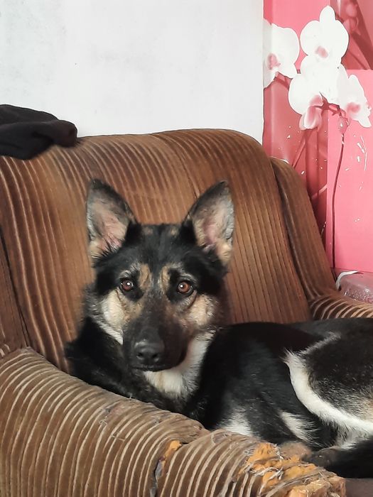 Отдам бесплатно немецкую овчарку