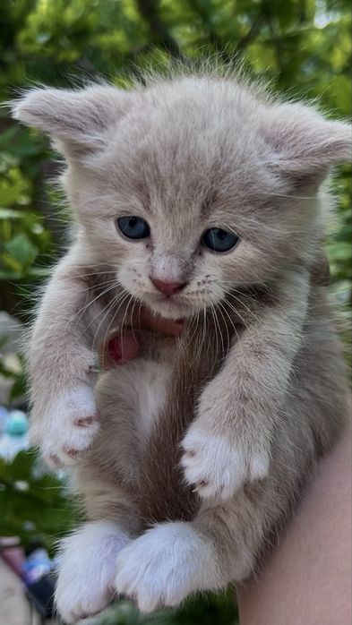 Котята ищут любящий дом