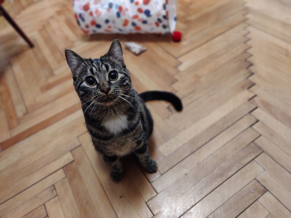 Kociak do adopcji - AMANT - 8 miesięcy