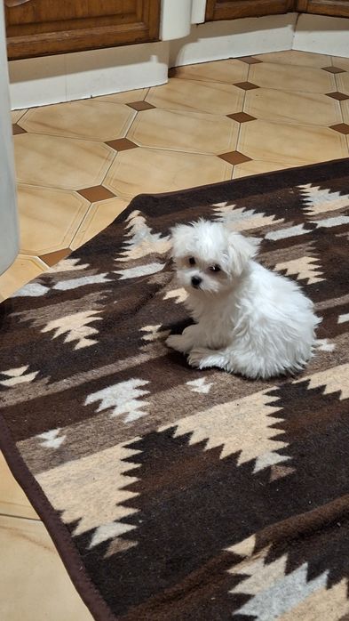 Maltanczyk malutką sunia