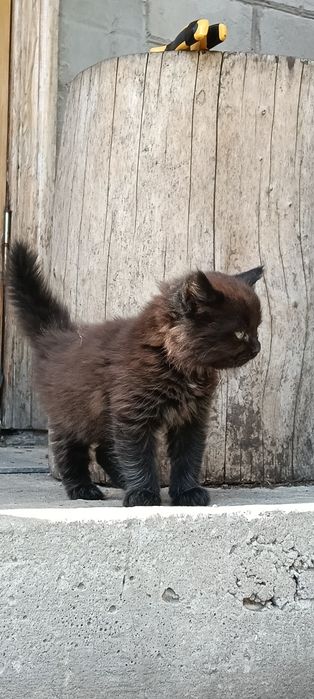 Отдам котенка в добрые руки
