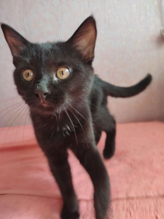 Красивый черный котенок
