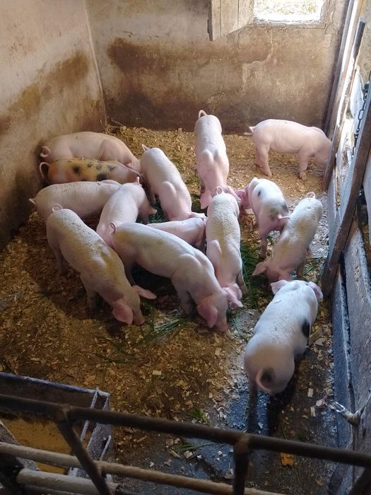 Продам поросят м'ясні