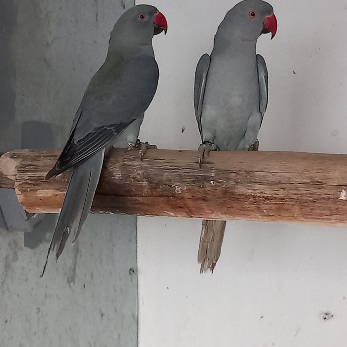 Ring necks  Arantingas Sol