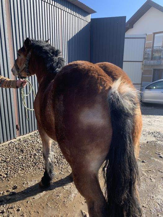 Źrebica 14 miesiecy