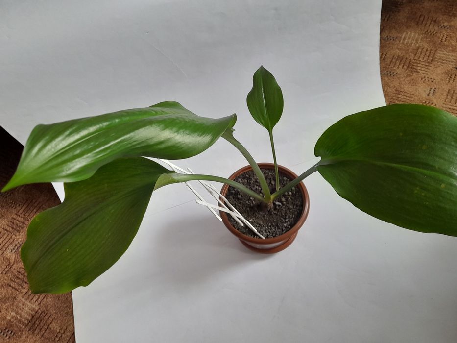 Эухарис амазонская лилия