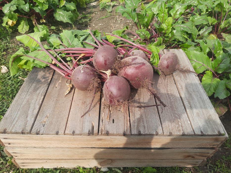 Buraczki czerwone jadalne