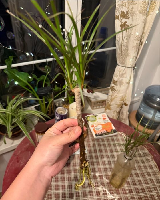 Пальма драцена різна