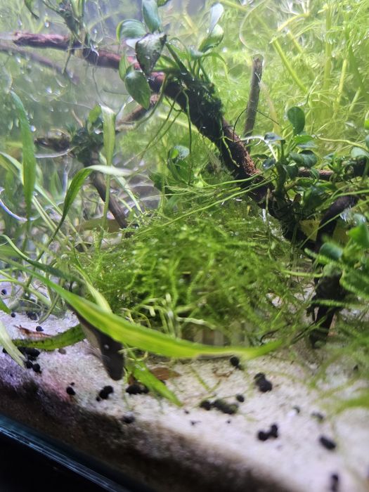 Musgo java  planta aquario