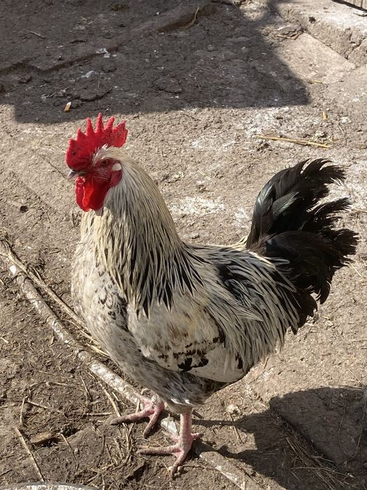 Koguty , kogut , ozdobne , silka , liliput , czubatka