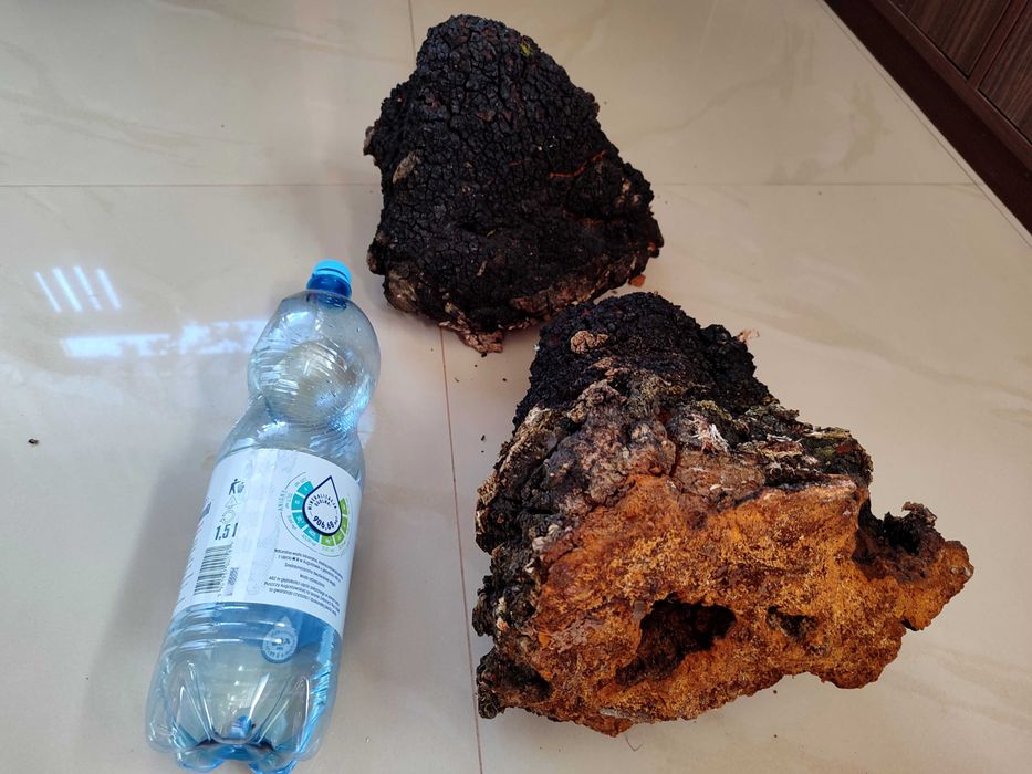 1 kg błyskoporek podkorowy czaga czyr