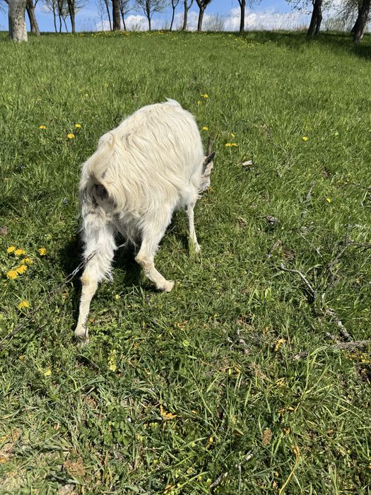 Продається дояча коза