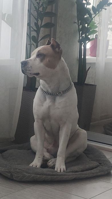 Вязка. Амстаф Гром шукає свою Блискавку)