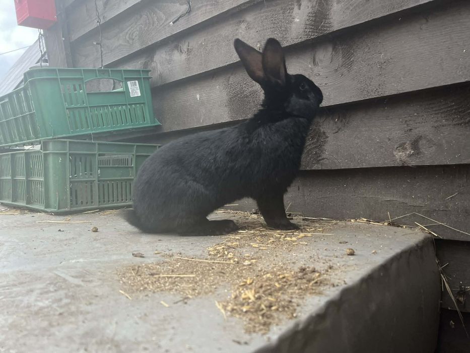 Sprzedam samca srokacza