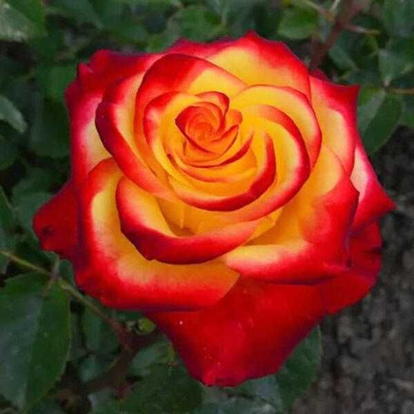 Саженці троянд: кустові, плетисті, бордюрні, англійські, штамбові