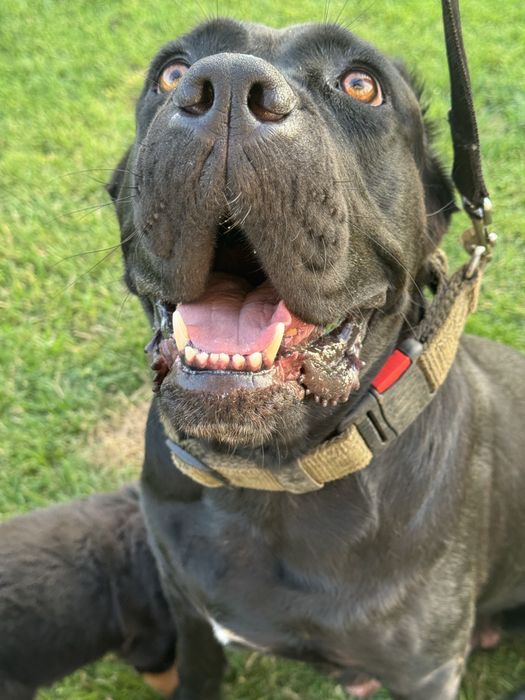 Cane corso suczka czarna