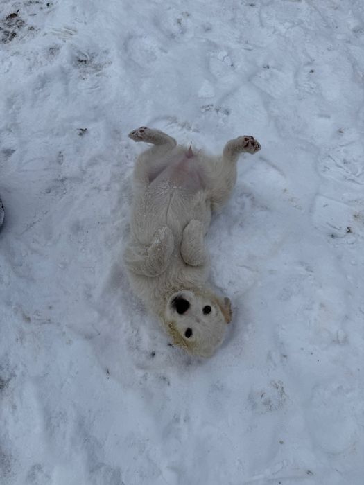 Цуценята шукають дім (від 22.10) - дівчинка