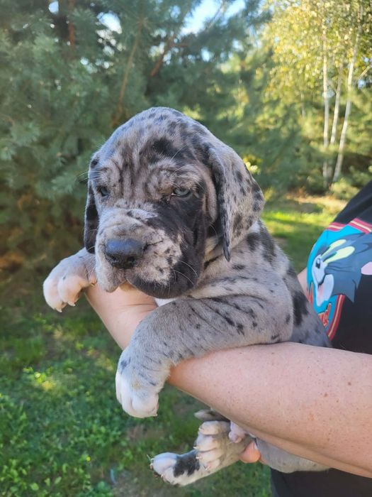 Dog niemiecki FCI ( zkwp)