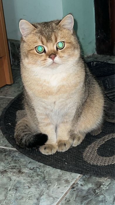 Золоте муркотливе щастя