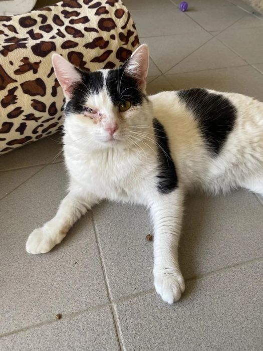 Kochany, młody kocurek Bzik do adopcji!