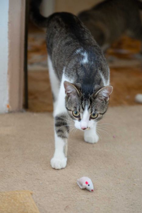 Kacperek szuka domu! Fundacja "Stawiamy na Łapy"